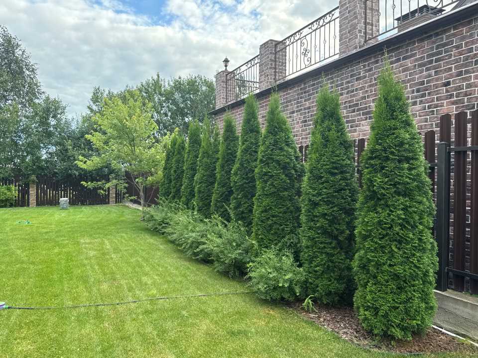 подстриженный газон и туй при еженедельном уходе от компании мособлсад