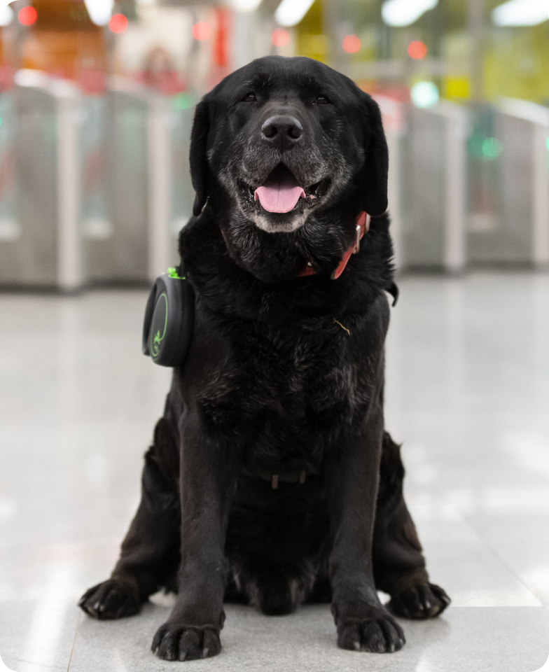 На фоне размытых силуэтов серебристых турникетов метро сидит улыбающийся черный лабрадор с седеющей мордочкой по кличке Милорд. На нем частично скрытый шерстью красный ошейник, к которому справа пристегнут корпус черного с кислотно-зеленой полосой поводка-рулетки. Внимательный взгляд собаки направлен прямо в камеру.