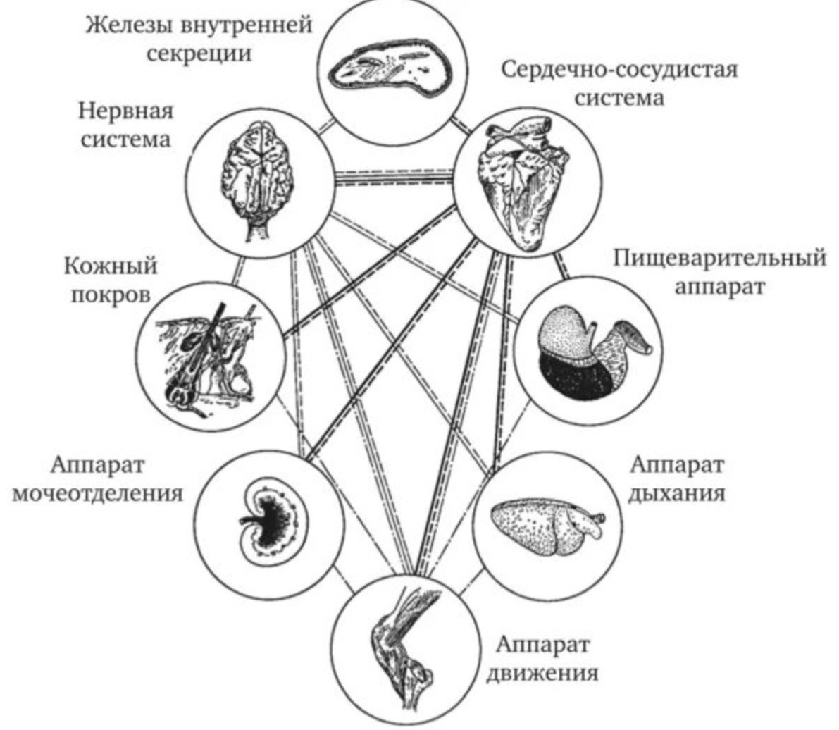 Схема взаимосвязей органов в организме животных