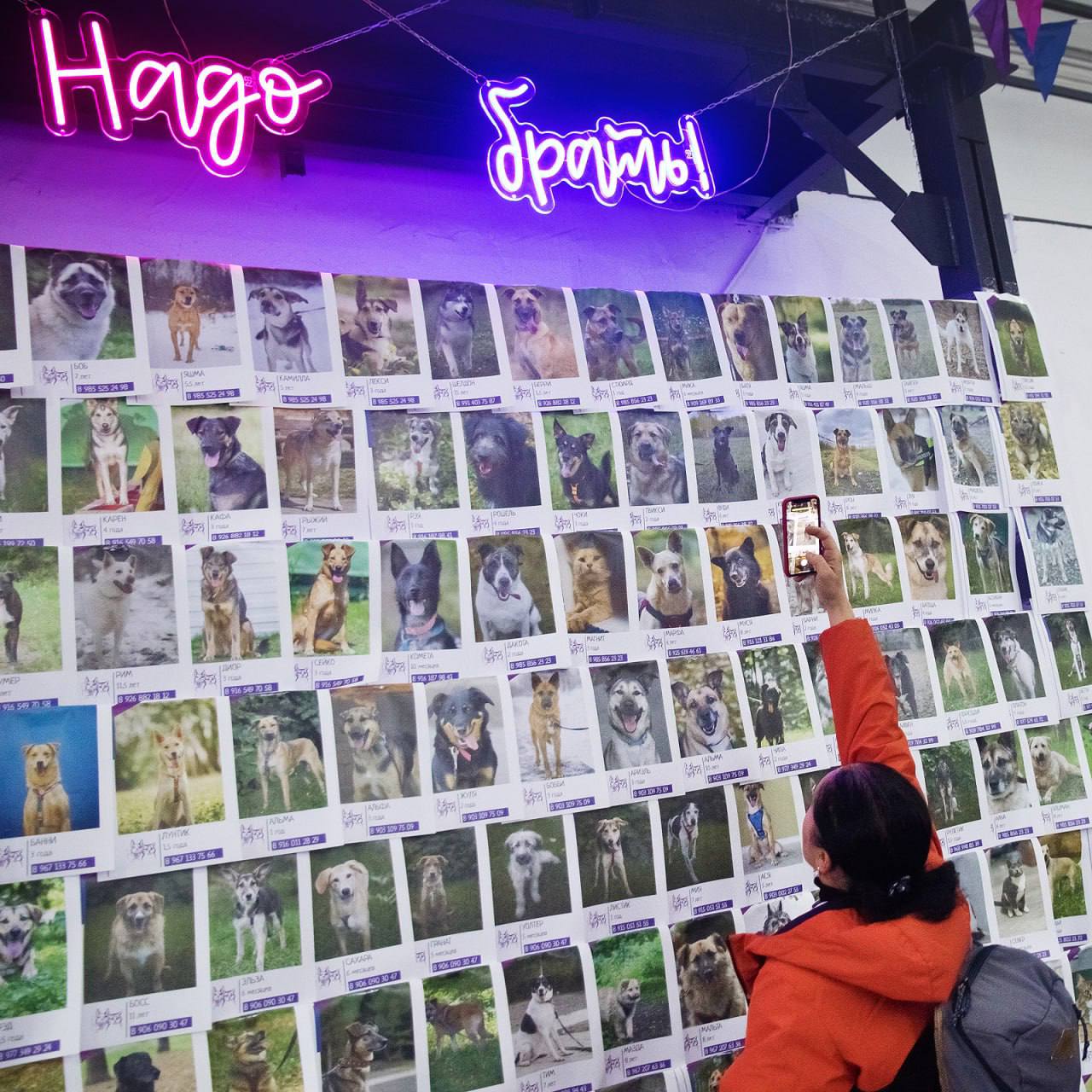 Выставка «Надо Брать Зимой 2026»: собаки и кошки из московских приютов ищут семью.