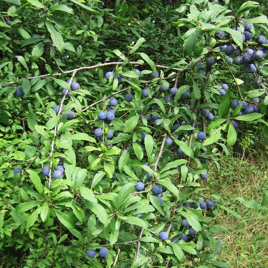 Blackthorn / Sloe (Prunus Spinosa) Tree Seeds - 10 Seeds, Free Shipping, Hardy Zones 4-7 4 thumbnail image
