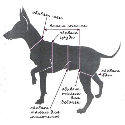 Одежда для собак и их родителей