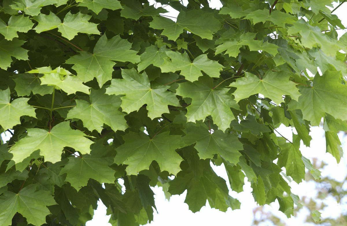 Клен остролистный acer platanoides