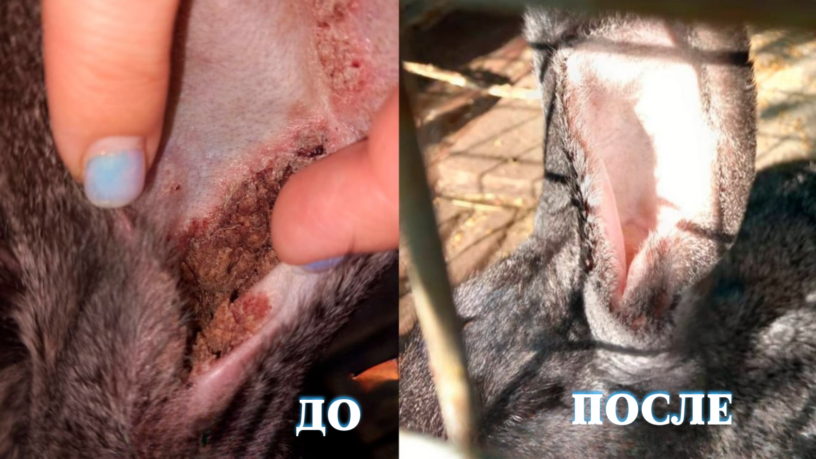 Кролик Георгий до и после лечения инфекции ушей - успешная онлайн ветконсультация ратологу для грызунов