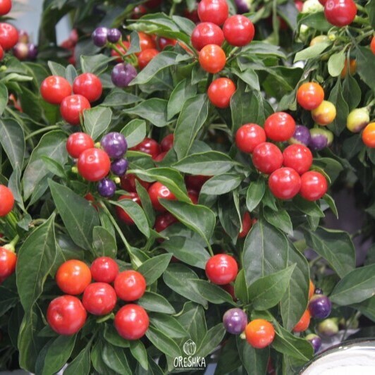 Seeds of Hot pepper Mountain ash (Capsicum) — 5 pcs