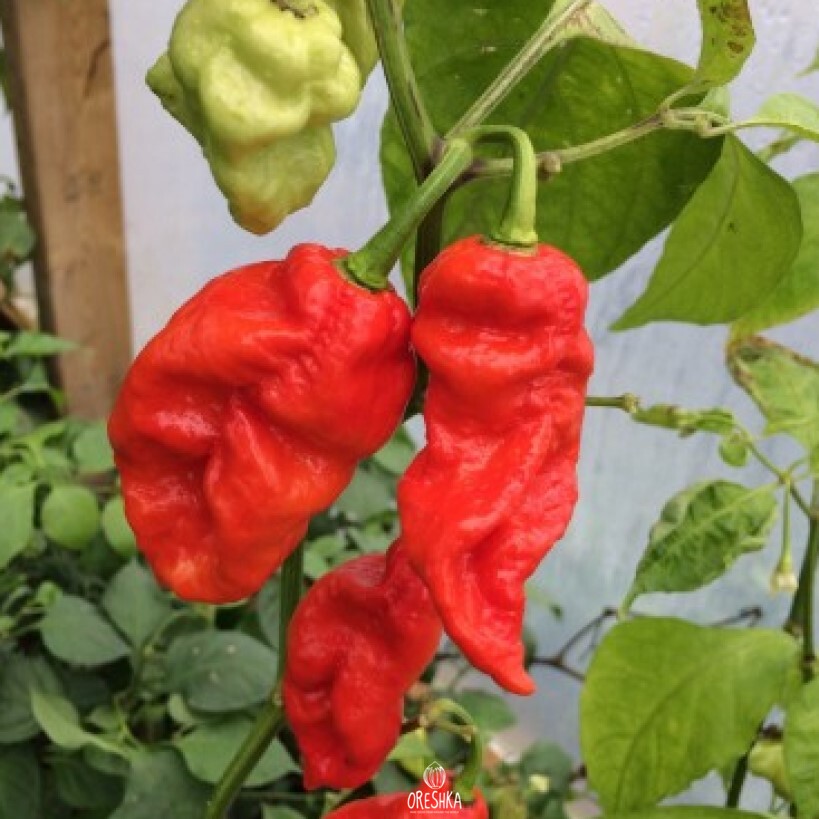 Seeds of Hot pepper Trinidad x-strain variant (Capsicum) — 5 pcs