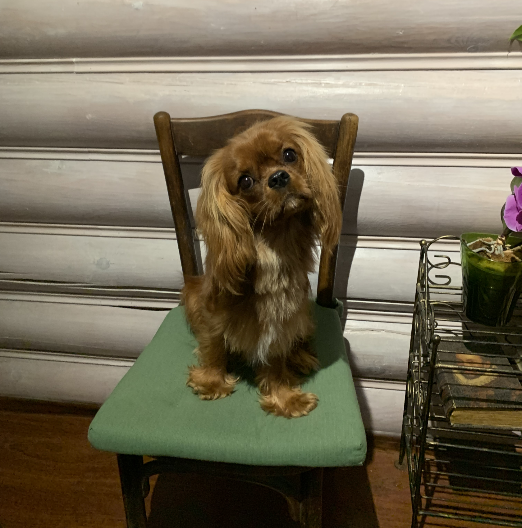 Сайт кавалер. Сайт кавалер. Ковалер кин чаинс спанеель. Кавалер кинг чарльз терьер. Кавалер кинк чанс спаниелб.