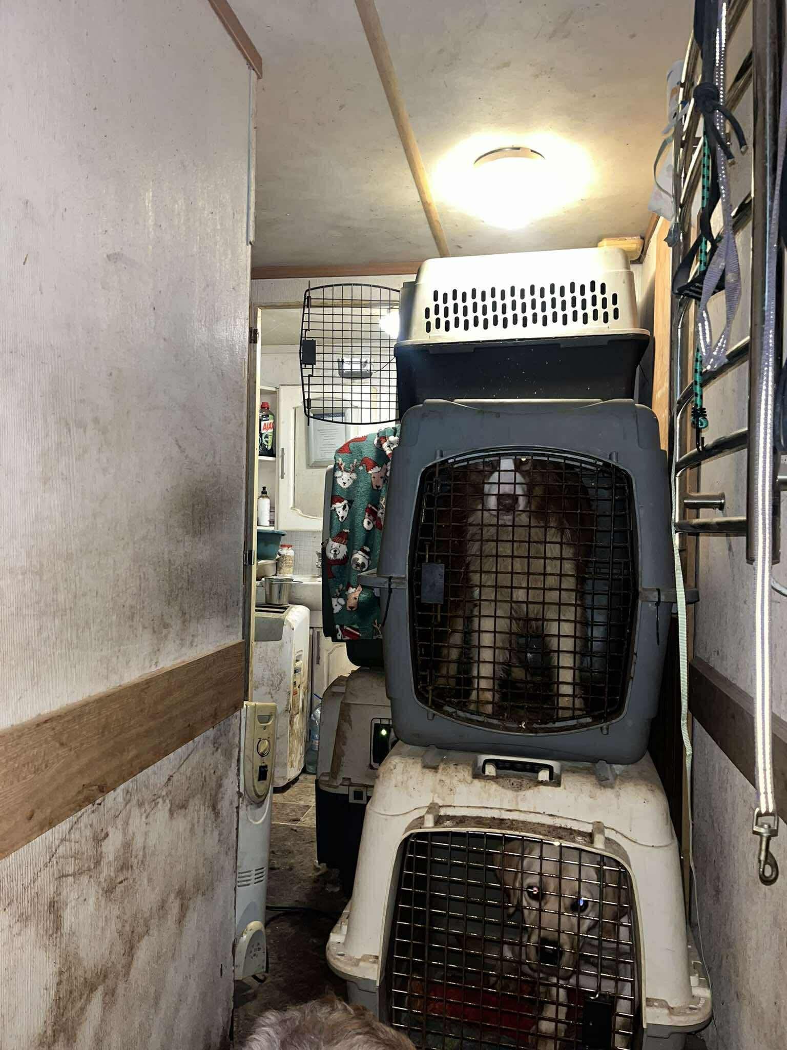 Scandal in Polish cynology: dozens of dogs rescued from a registered Polish Kennel Club kennel, 16 animals died