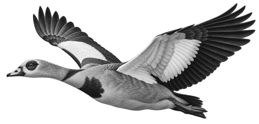 Египетский гусь — Alopochen aegyptiaca