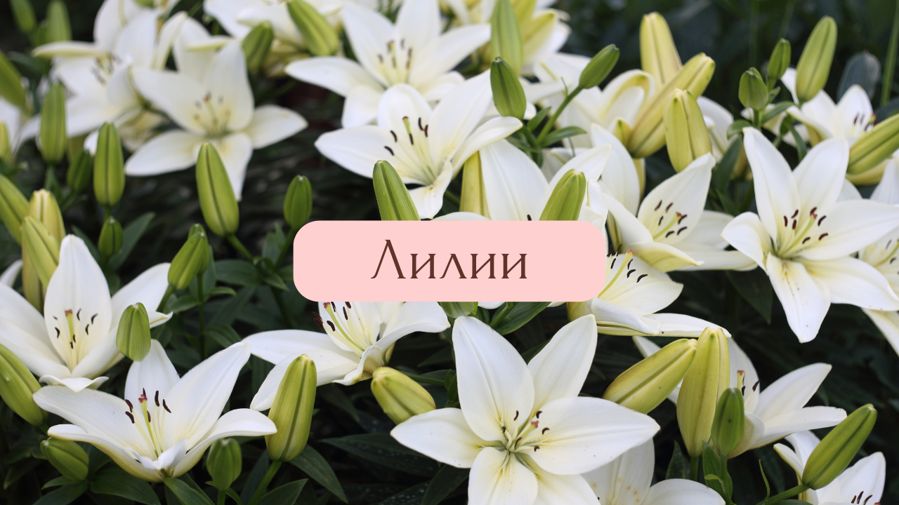 Купить букет из лилий недорого в Москве с доставкой AlohaFlowers