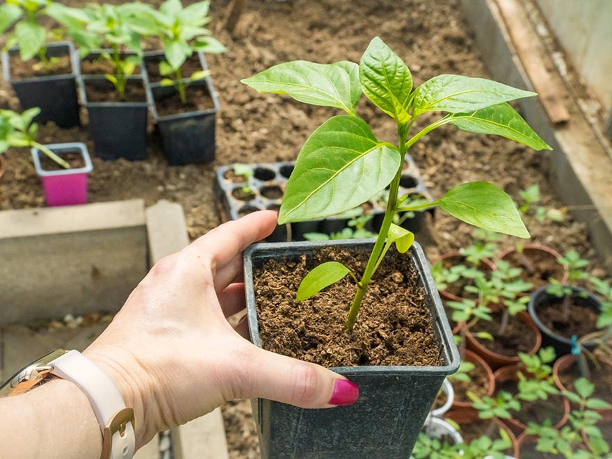 Hand holding a pepper seedling in a pot, surrounded by additional seedlings in a greenhouse setting, illustrating indoor gardening techniques for growing bell peppers.