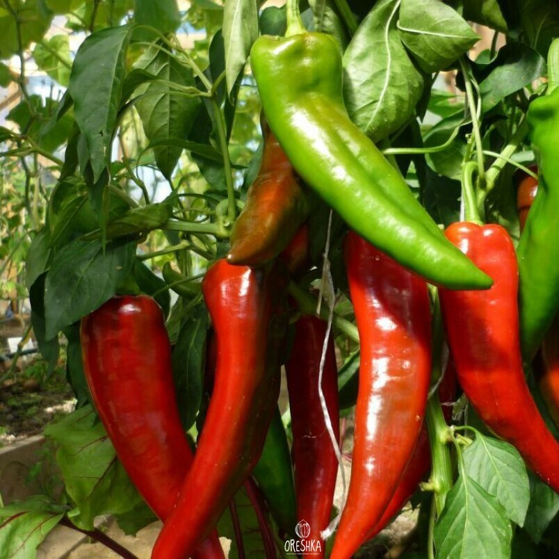 Seeds of Sweet pepper Ramiro Red (Capsicum) — 10 pcs