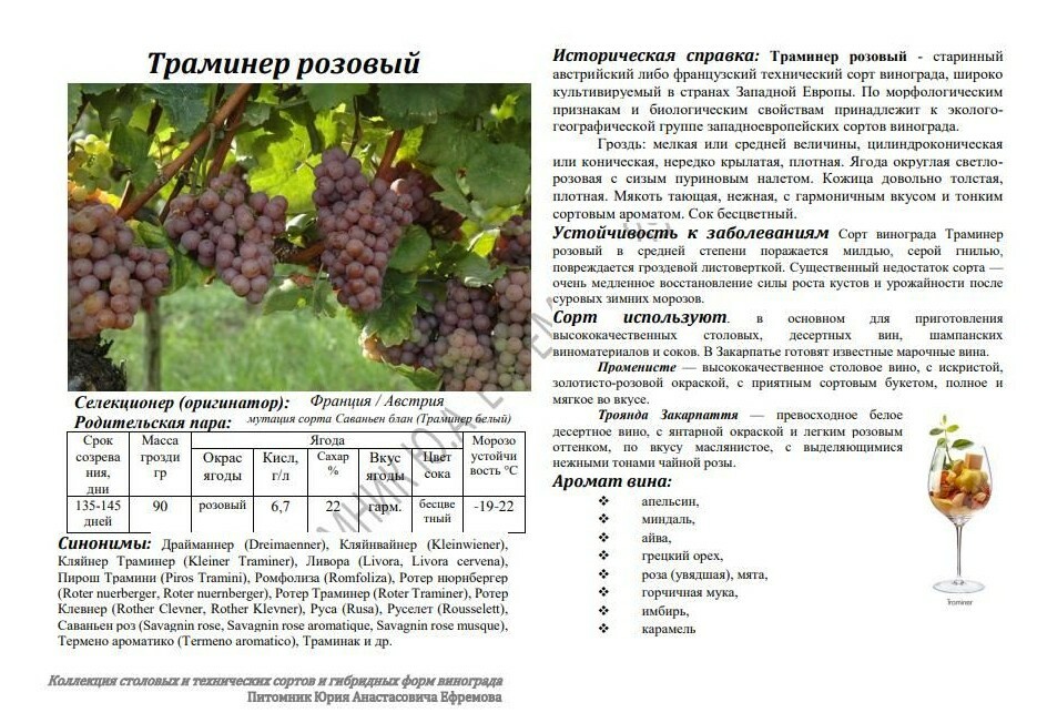 Технический сорт винограда что это. Ливадийский черный сорт винограда. Виноград столовый и технических картинка чем различаются. Различия гранатового и виноградного вина. Виноград мурведр описание сорта фото.