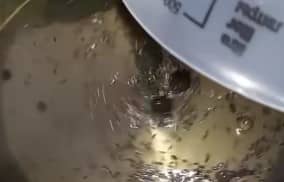 Приготовление сладких маринованных помидоров на зиму: шаг 9