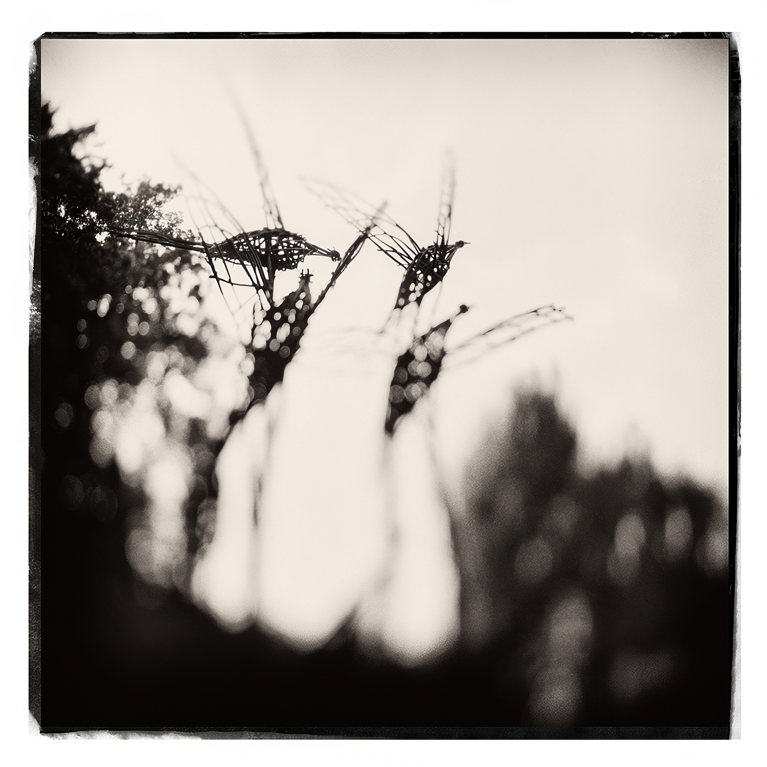 Міхаіл Лешчанка. Сад