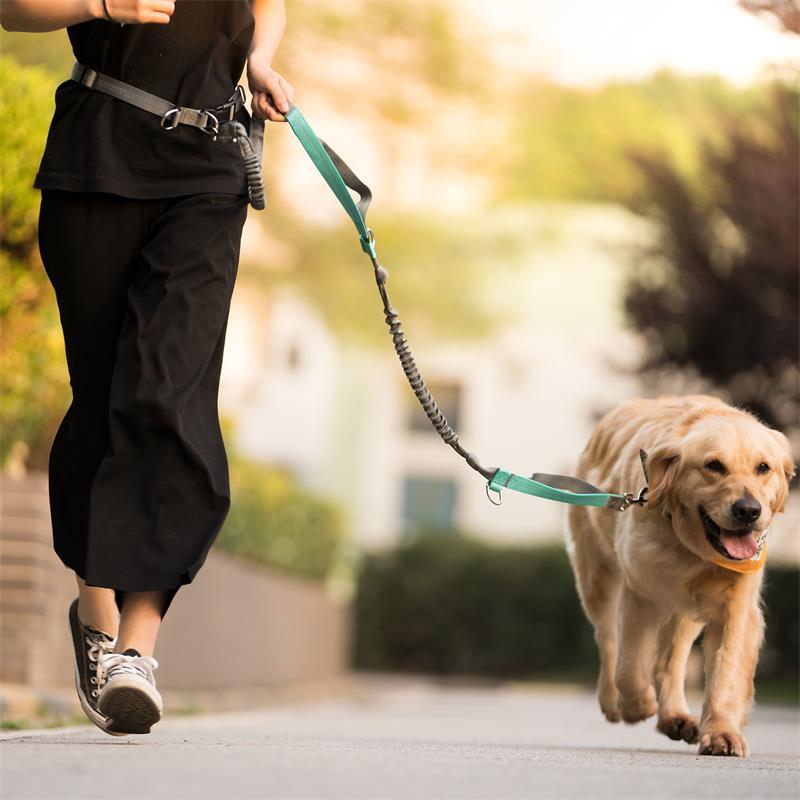 Как отучить собаку или щенка подбирать на улице?