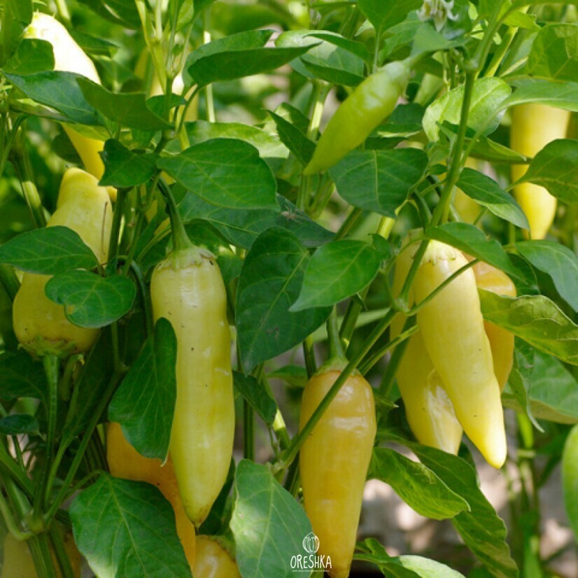 Seeds of Hot pepper Aji piura (Capsicum) — 5 pcs