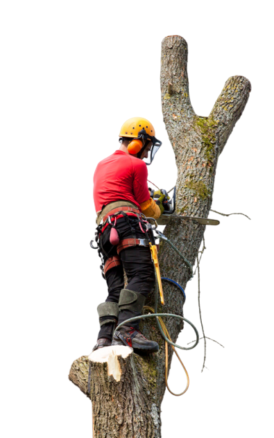 Вырубка деревьев