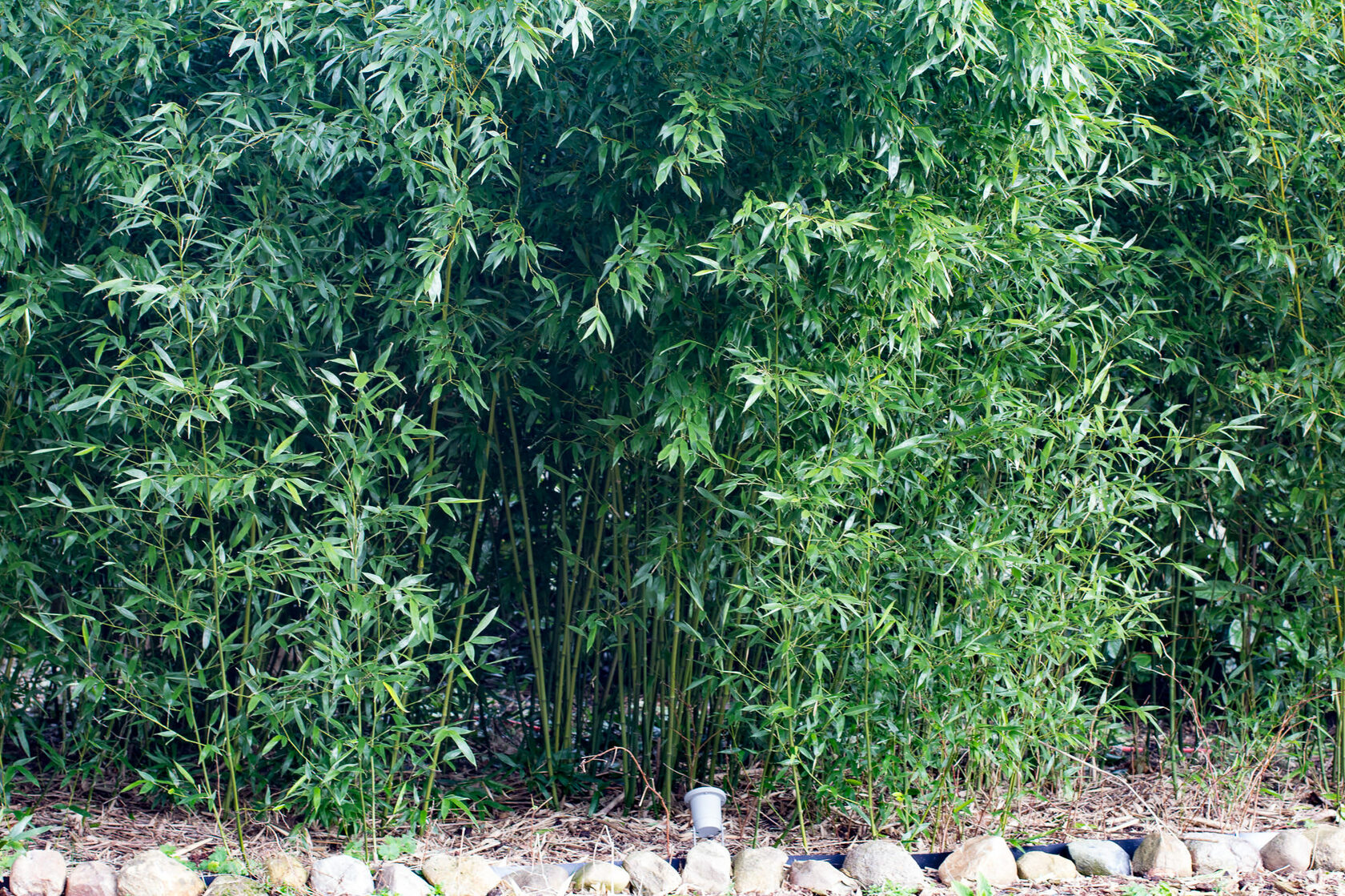 Бамбук Биссета bambusa bissetii