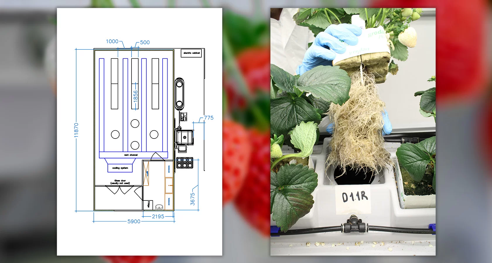 Karls Erdbeerhof and iFarm launch a joint R&D project to grow strawberries on vertical farms