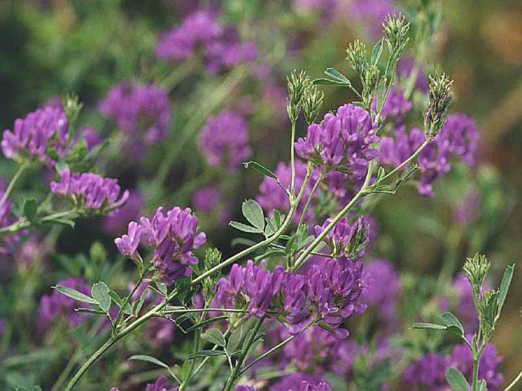 Растение компаньон обогащает почву микроэлементами 