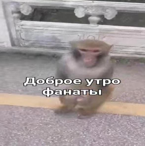 Уставшая обезьяна на утренней улице — с таким настроением легко провести пять лет на одной зарплате