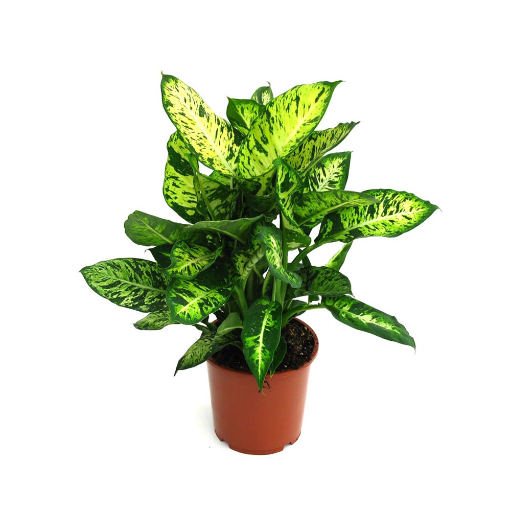 Диффенбахия компакта Dieffenbachia compacta