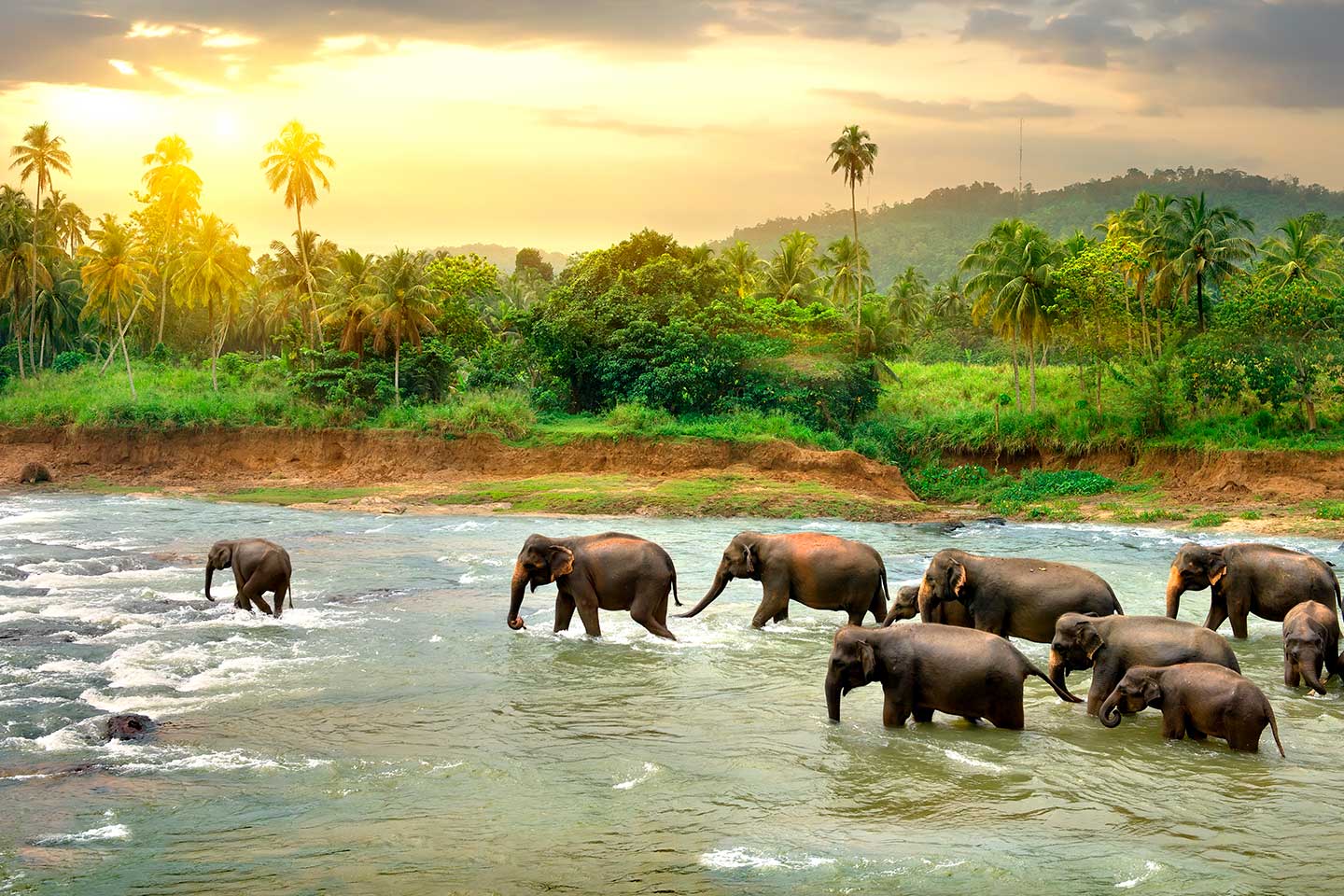 Шри ланка питомник. Слоновий питомник Шри Ланка. Пиннавела Шри Ланка. Шри Ланка слоны. Шри Ланка слоны фото.