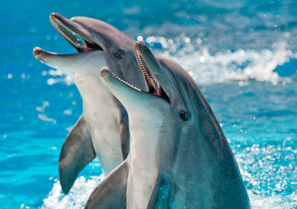 факт о дельфинах интересный