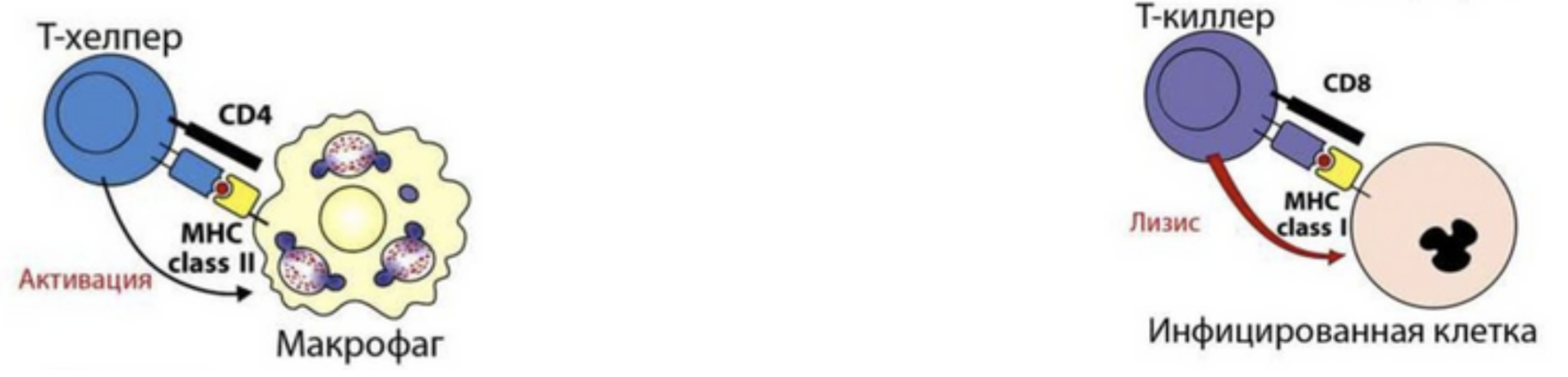 Т-киллер и Т-хелпер
