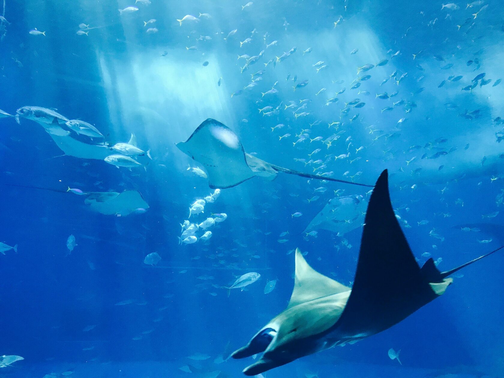 Stingrays in water