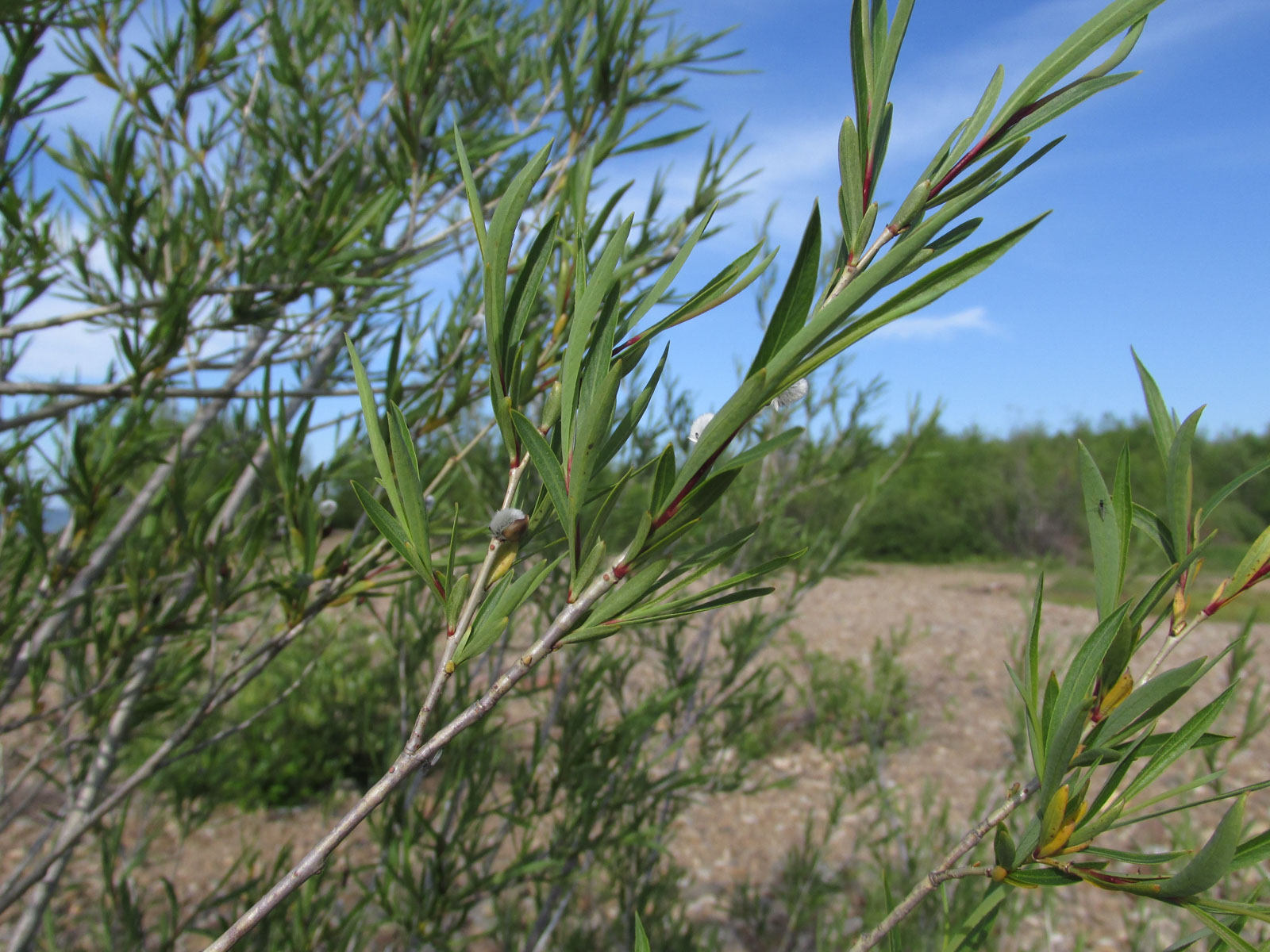 флора Байкальского заповедника