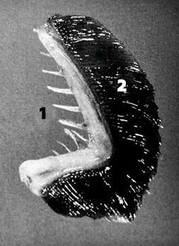 первая жаберная дуга лосося узв аквакультура