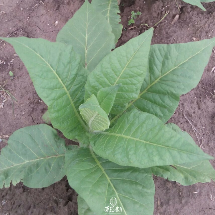Seeds of Tobacco Havana classic (Nicotiana tabacum) — 300 pcs