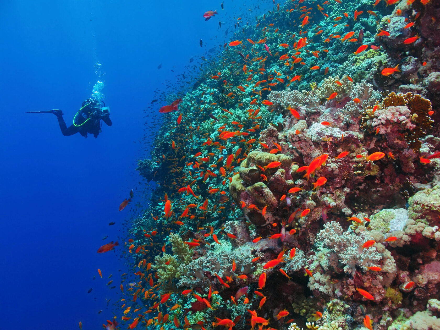 Красное море сафари