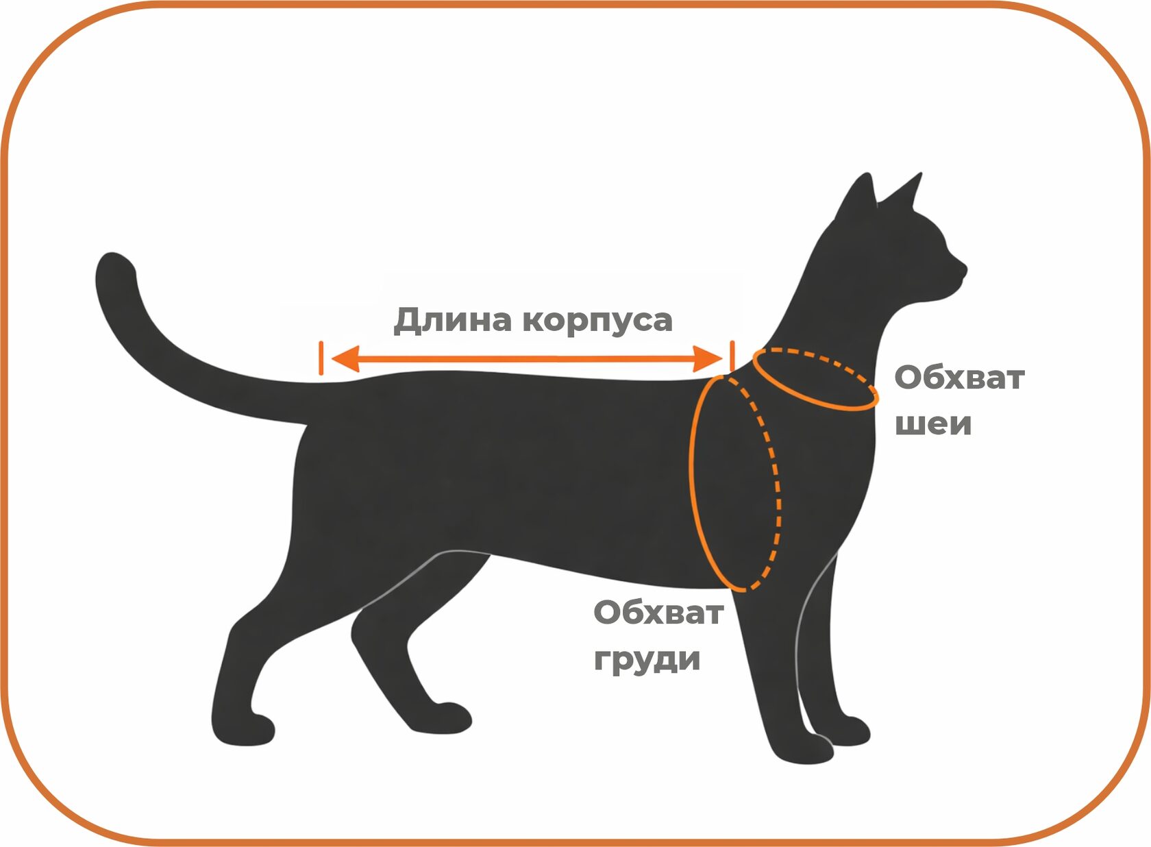 Как измерить кошку