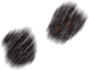 ягоды ежевики