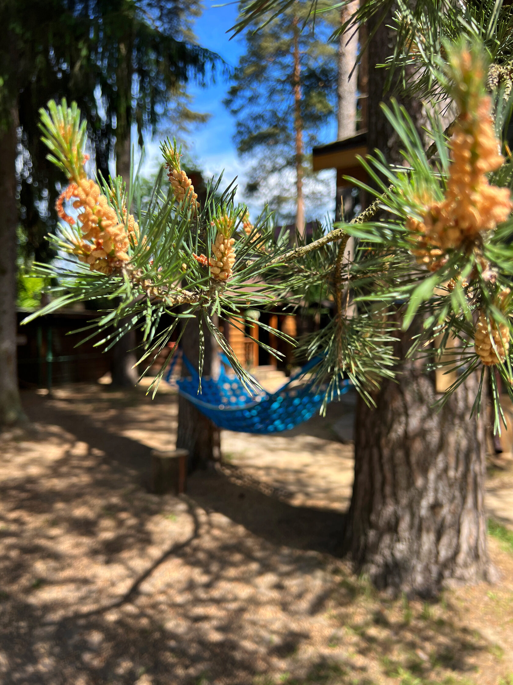 ЛЕСНОЙ — фото 7