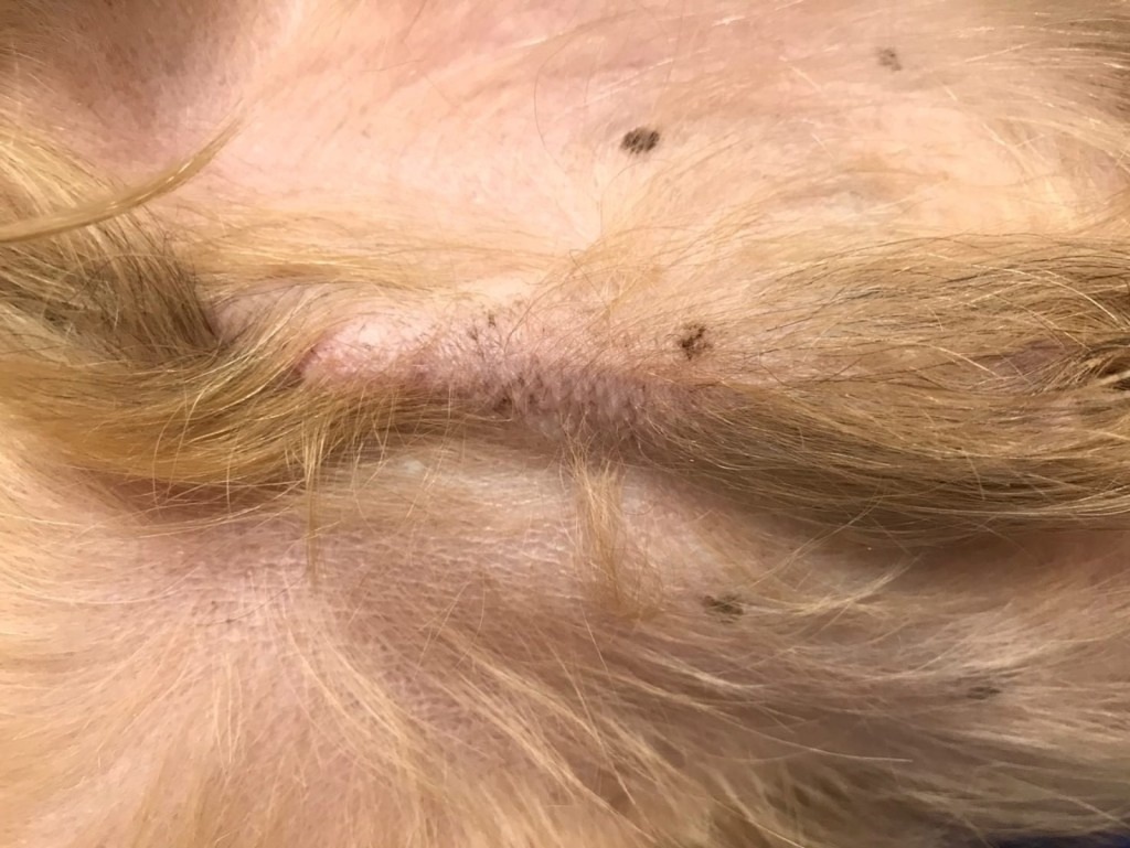 Гиперэстрогенизм у йоркширского терьера. Клинический случай, изображение №2