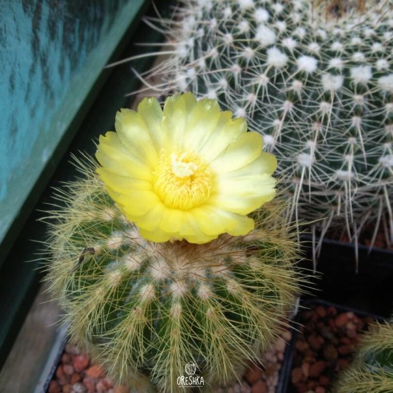 Seeds of Cactus Notocactus grossei P 427 (Notocactus grossei P 427) — 10 pcs