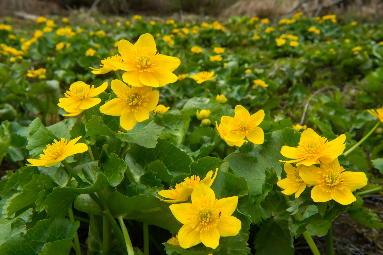 Экотропа Путь к Байкалу