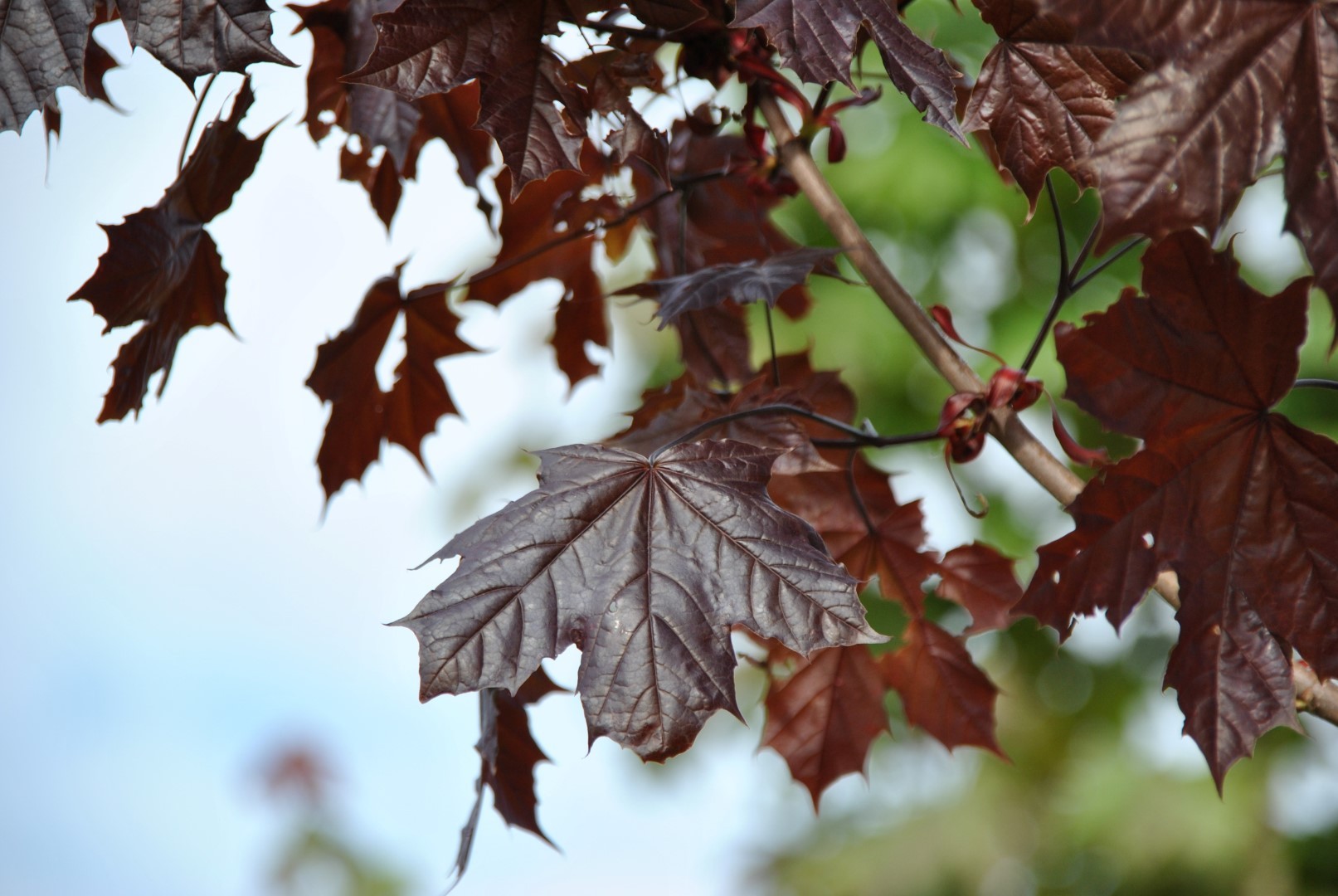 Клен остролистный acer platanoides