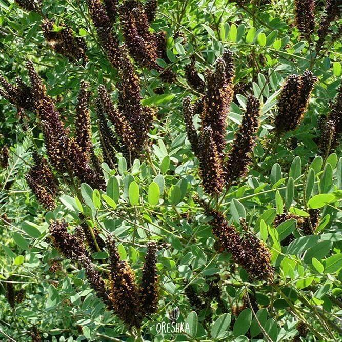Seeds of Amorpha shrub (Amorpha fruticosa) — 100 pcs