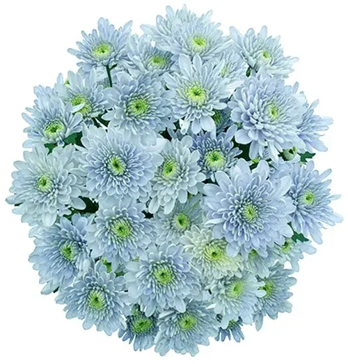 Голубые хризантемы