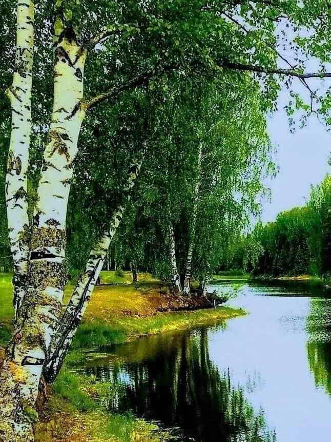 Вершины берез отражались в зеркале пруда. Природа якутии березы. березы шелестят. берёзка у воды отражение. береза в городе в большом разрешении.