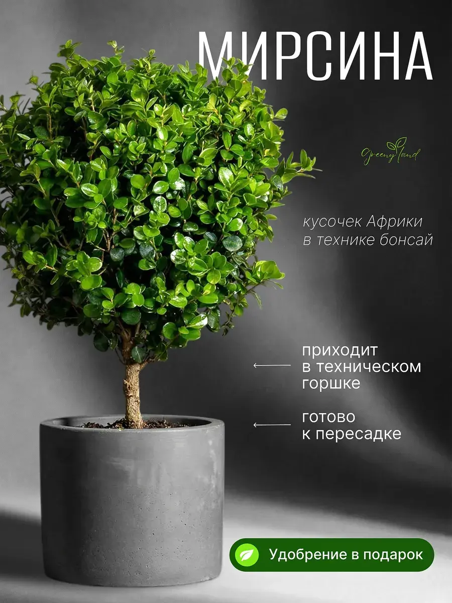Potted plant on wooden shelf