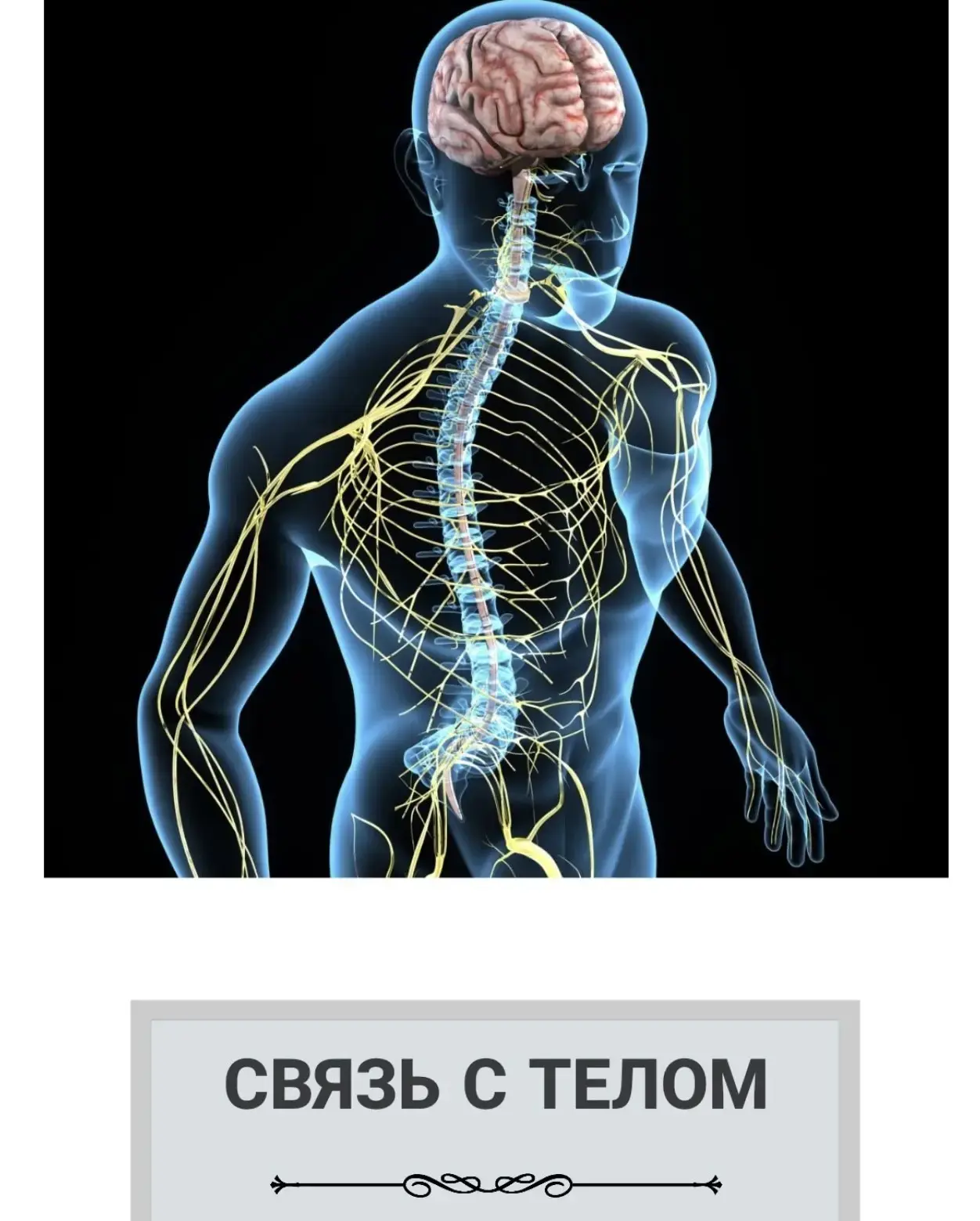 Иллюстрация: тело человека с подсвеченной нервной системой — мозг, спинной мозг и нервные волокна — визуализация связи с телом