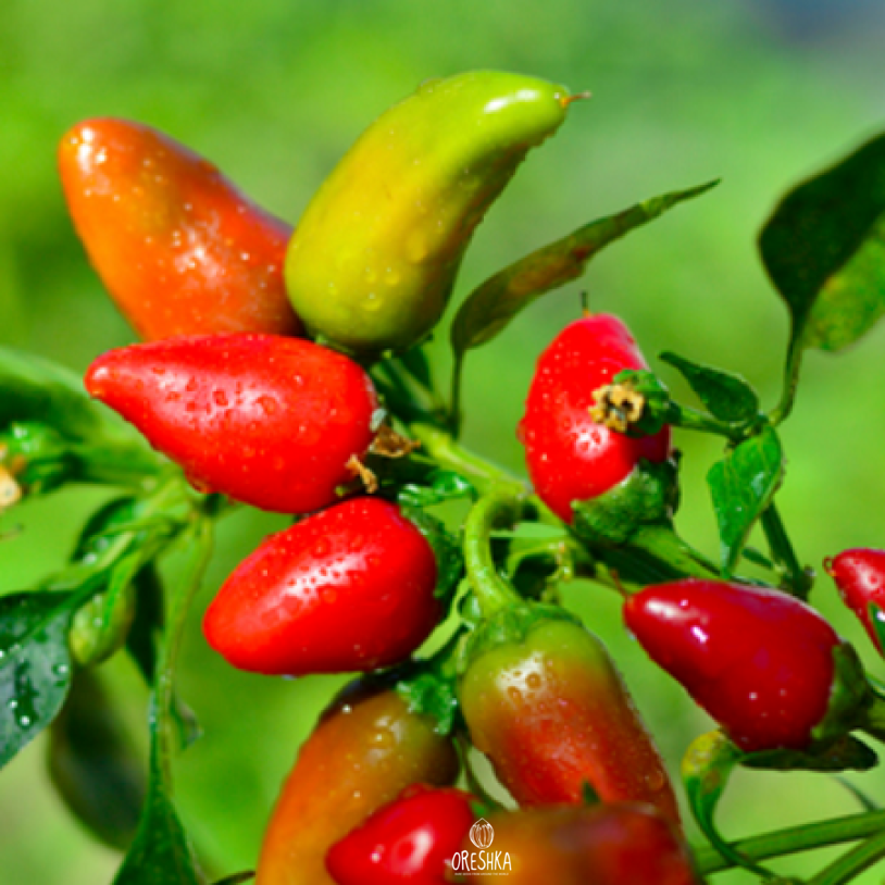 Seeds of Hot pepper Fresno (Capsicum) — 5 pcs