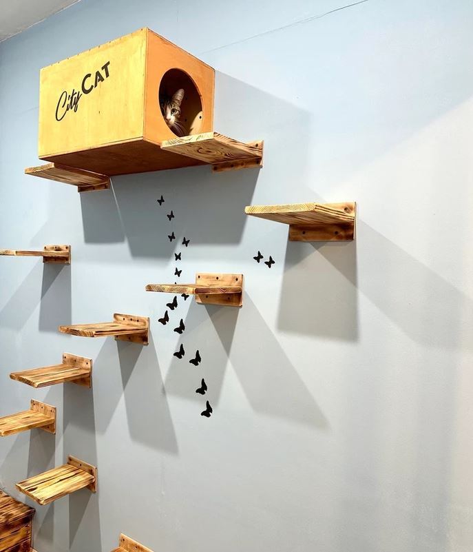 Каталог номеров в гостинице для кошек в Санкт-Петербурге