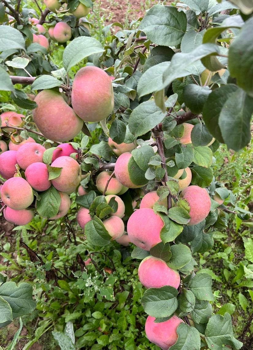 Питомник ДарСад - Колоновидные деревья